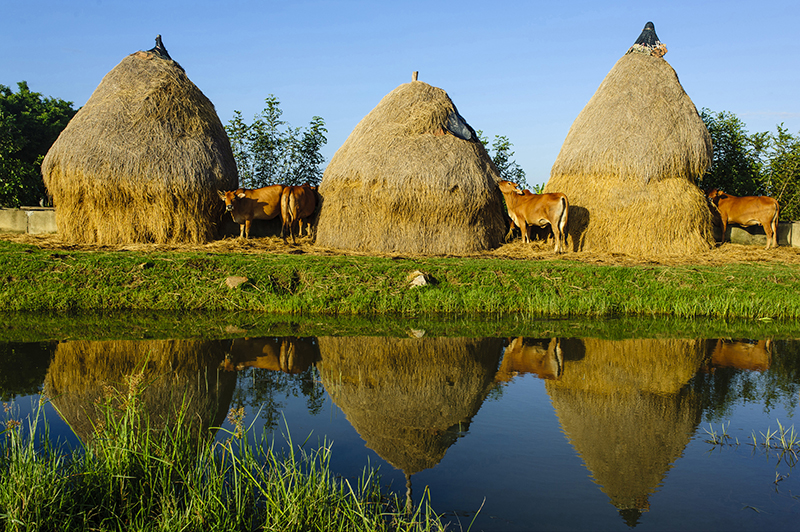 Nắng ấm quê hương