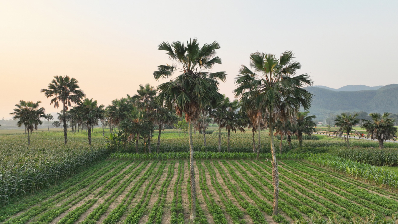 Khung cảnh yên bình, nên thơ ở Minh Cầm (Phong Hóa)