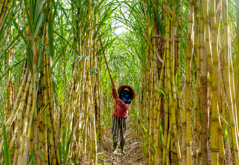 Người dân tỉa lá mía lần cuối trước khi thu hoạch.
