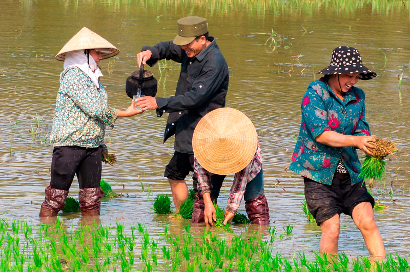 Ấm áp tình quê.