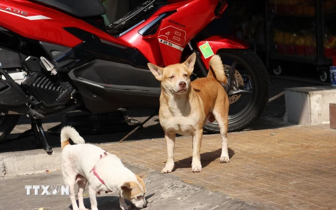 Thả rông động vật nuôi ở nơi công cộng: Mức phạt có thể lên đến 1 triệu đồng.