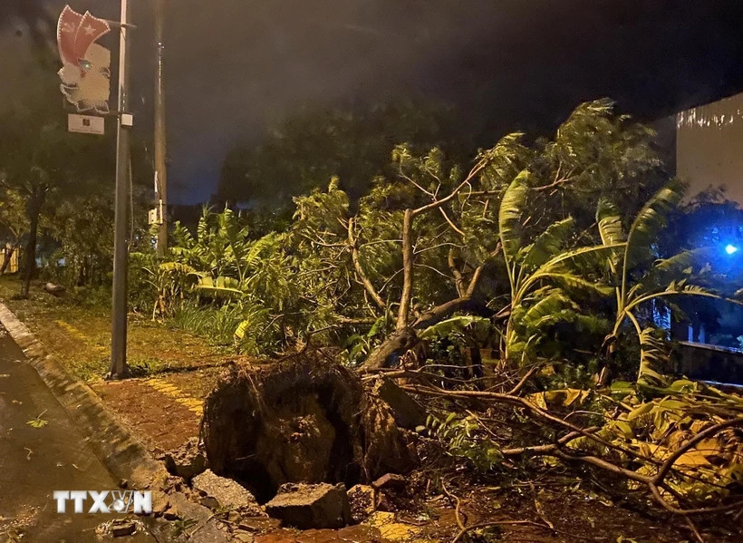 Cây cối ngã đổ do gió quật. (Ảnh: Lê Phước Ngọc/TTXVN)