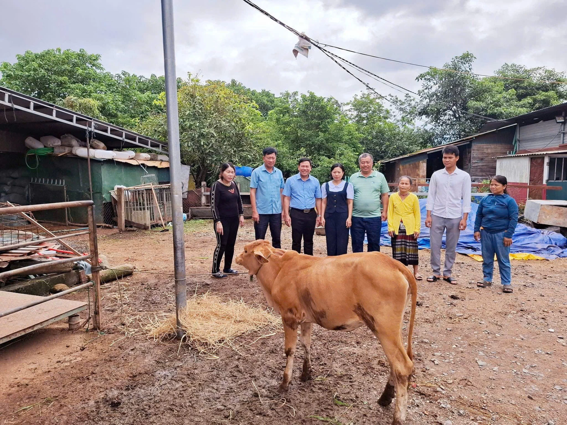 Bà Nguyễn Thị Thương (ngoài cùng bên trái) trao bò giống hỗ trợ cho hộ gia đình nghèo ở khóm Ka Tăng, xã Lao Bảo            - Ảnh: L.N