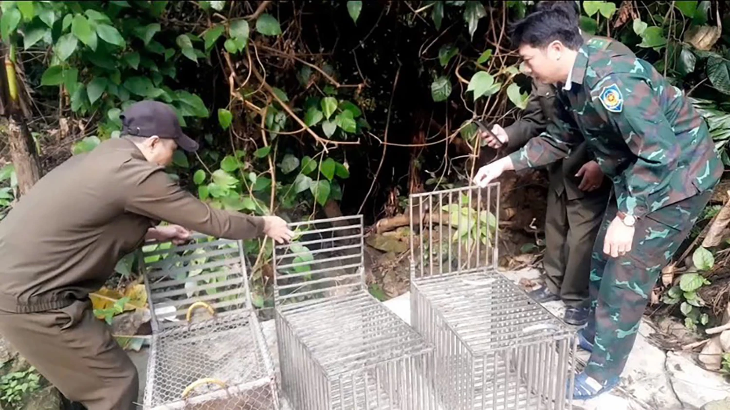 Quang cảnh chiến dịch tái thả động vật hoang dã về môi trường tự nhiên. Ảnh: N.H