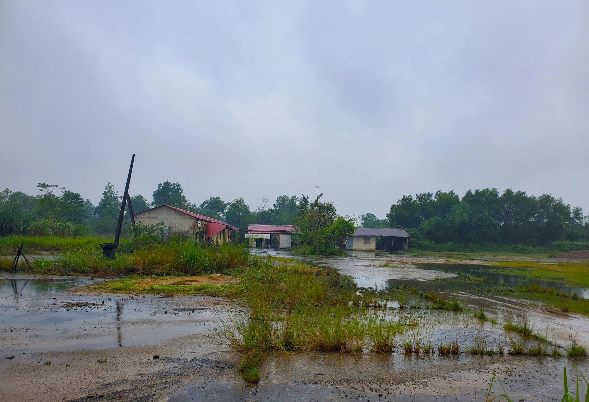 Các công trình nhà cấp 4 xuống cấp cùng với thảm thực vật mọc um tùm trên khu đất công bị doanh nghiệp chiếm giữ bất hợp pháp. Ảnh: T.T