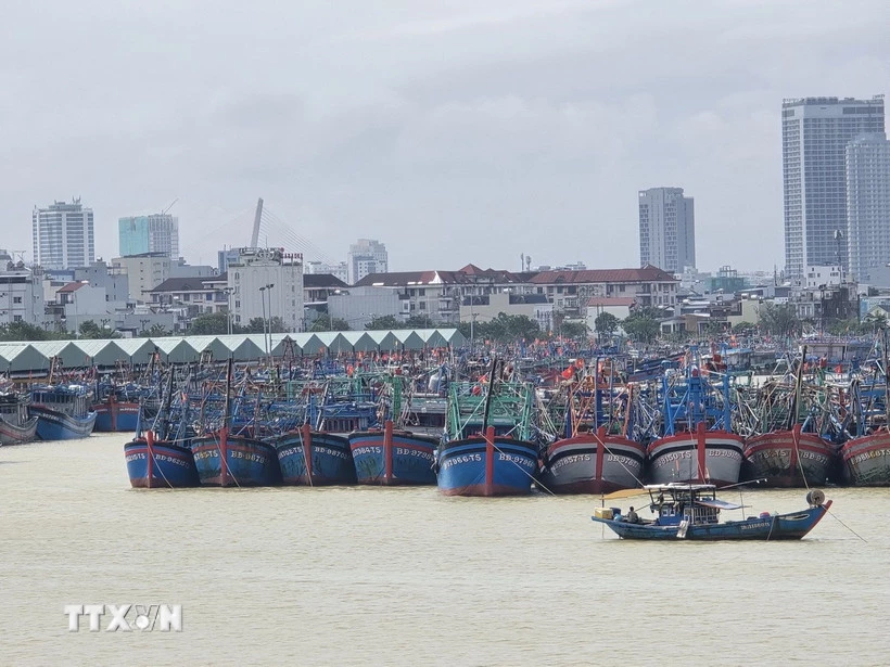Tàu thuyền tại âu thuyền Thọ Quang (Sơn Trà, Đà Nẵng) khẩn trương neo đậu, chủ động phòng tránh bão. (Ảnh: Khoa Chương/TTXVN)