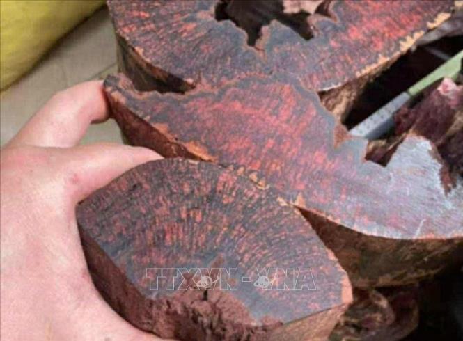 Ngăn chặn khai thác cây Mán Đĩa trái phép