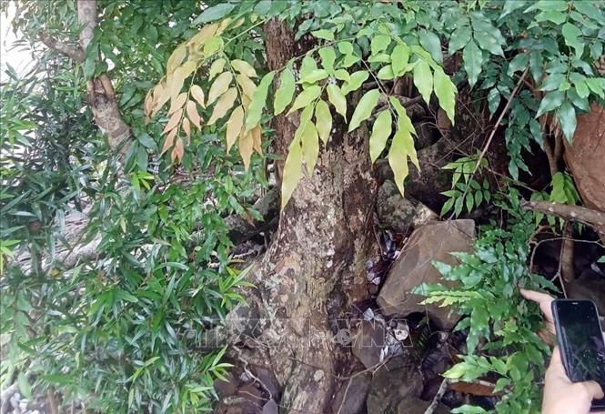 Cây Mán Đĩa mọc rải rác trong rừng ở nhiều nơi trong tỉnh Quảng Trị. Ảnh: TTXN phát