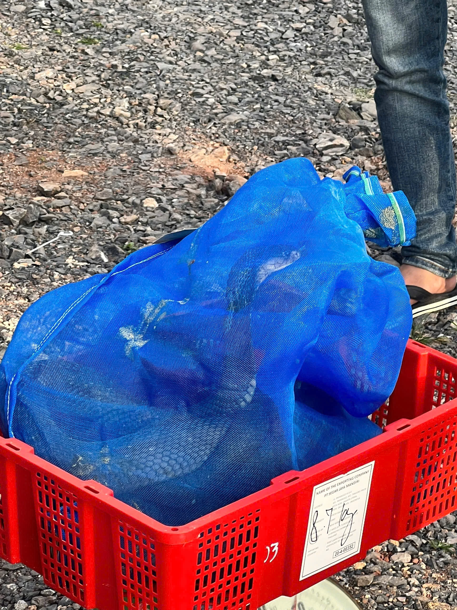 Lực lượng chức năng kiểm tra số rắn hổ mang tại hiện trường