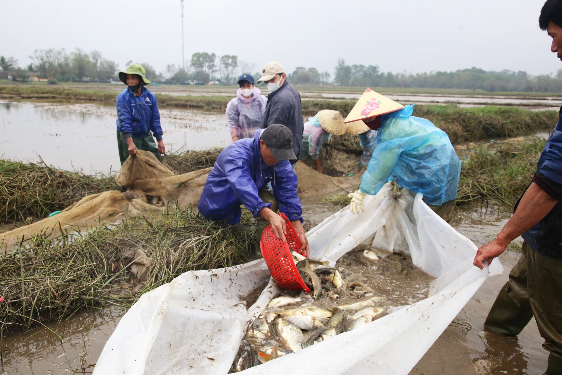Người dân xã Tân Mỹ thu hoạch cá đồng nuôi mùa nước nổi - Ảnh: P.P
