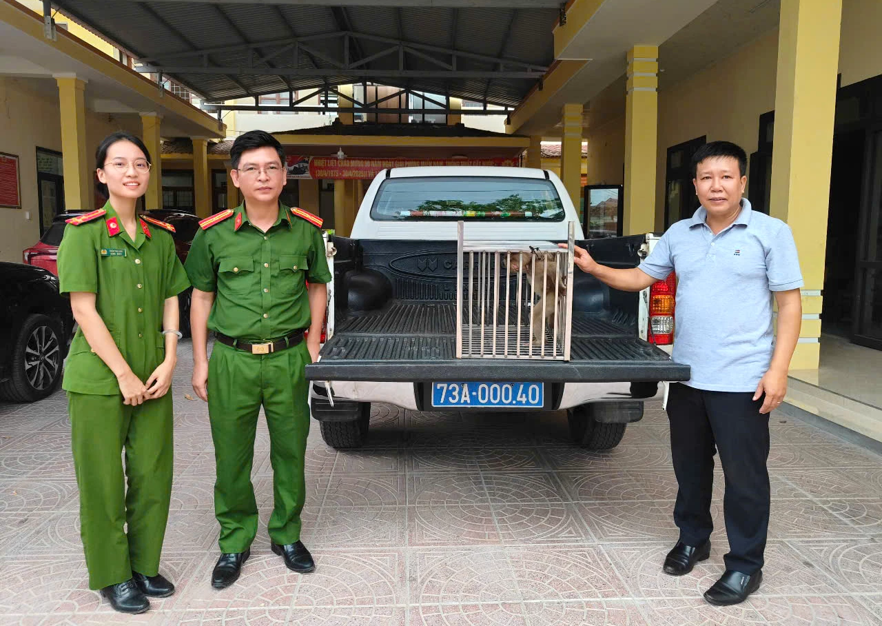 93% Cứu Hộ Thành Công: Động Vật Hoang Dã Hồi Sinh Thần Kỳ! Tỉ lệ cứu hộ động vật hoang dã thành công đạt 93%