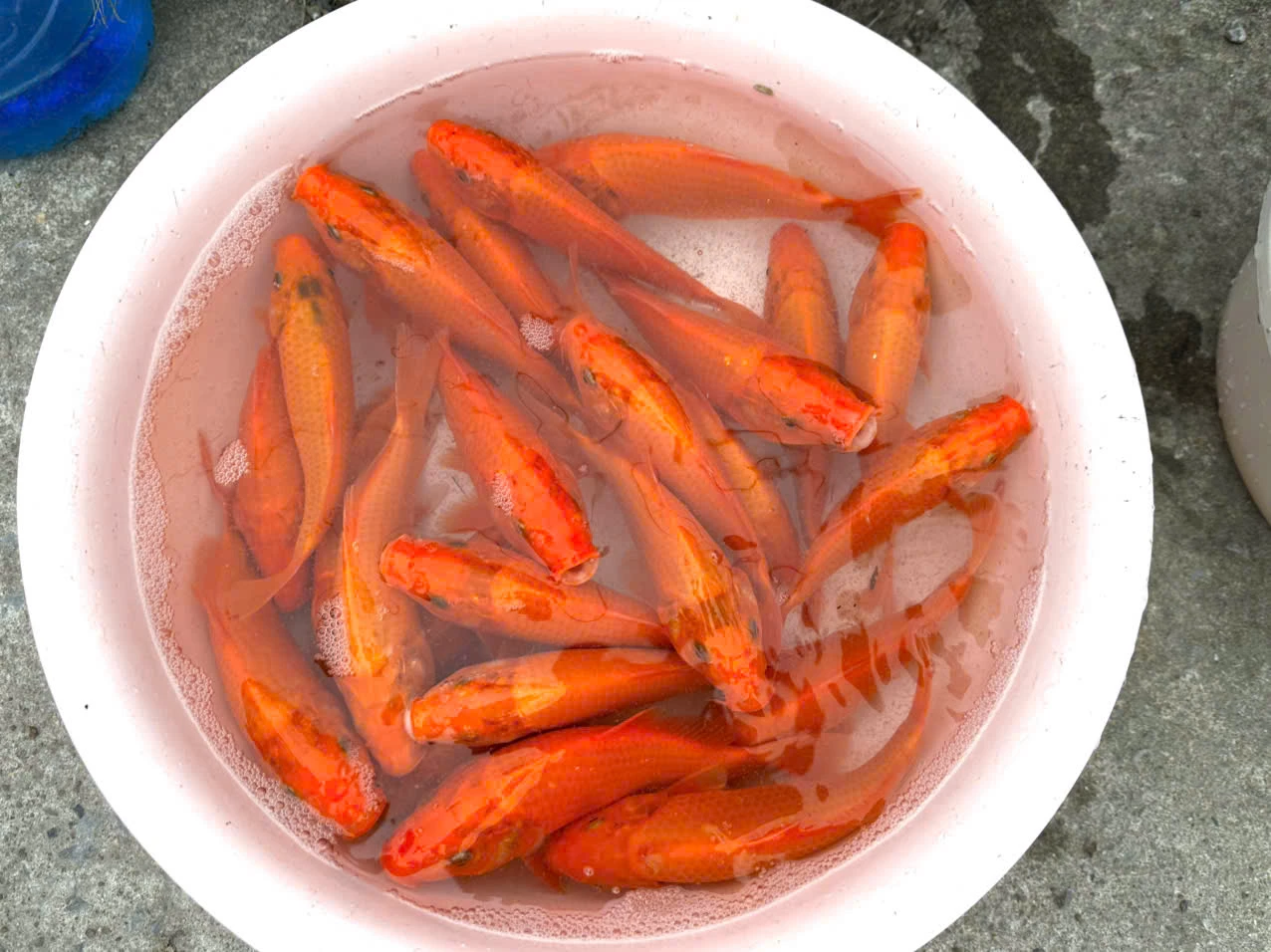 Cá chép là lễ vật 23 tháng chạp không thể thiếu trong văn hóa dân gian của người Việt - Ảnh: T.T