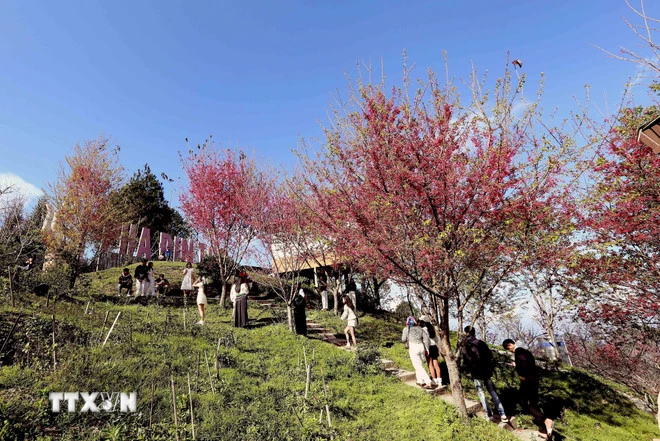 Hoa mai anh đào nở rộ thu hút khách du lịch. (Ảnh: Quang Quyết/TTXVN)