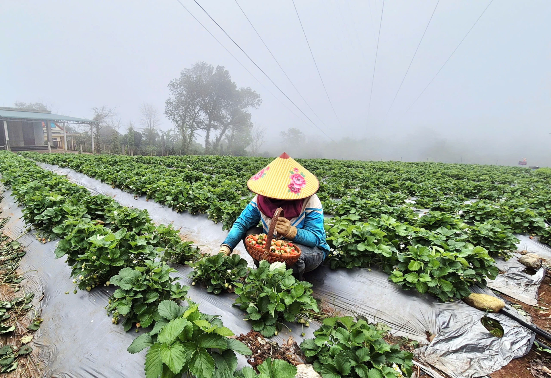 Thu hoạch dâu tây theo quy trình sạch tại Vườn nhiệt đới Farmstay-Ảnh: K.S