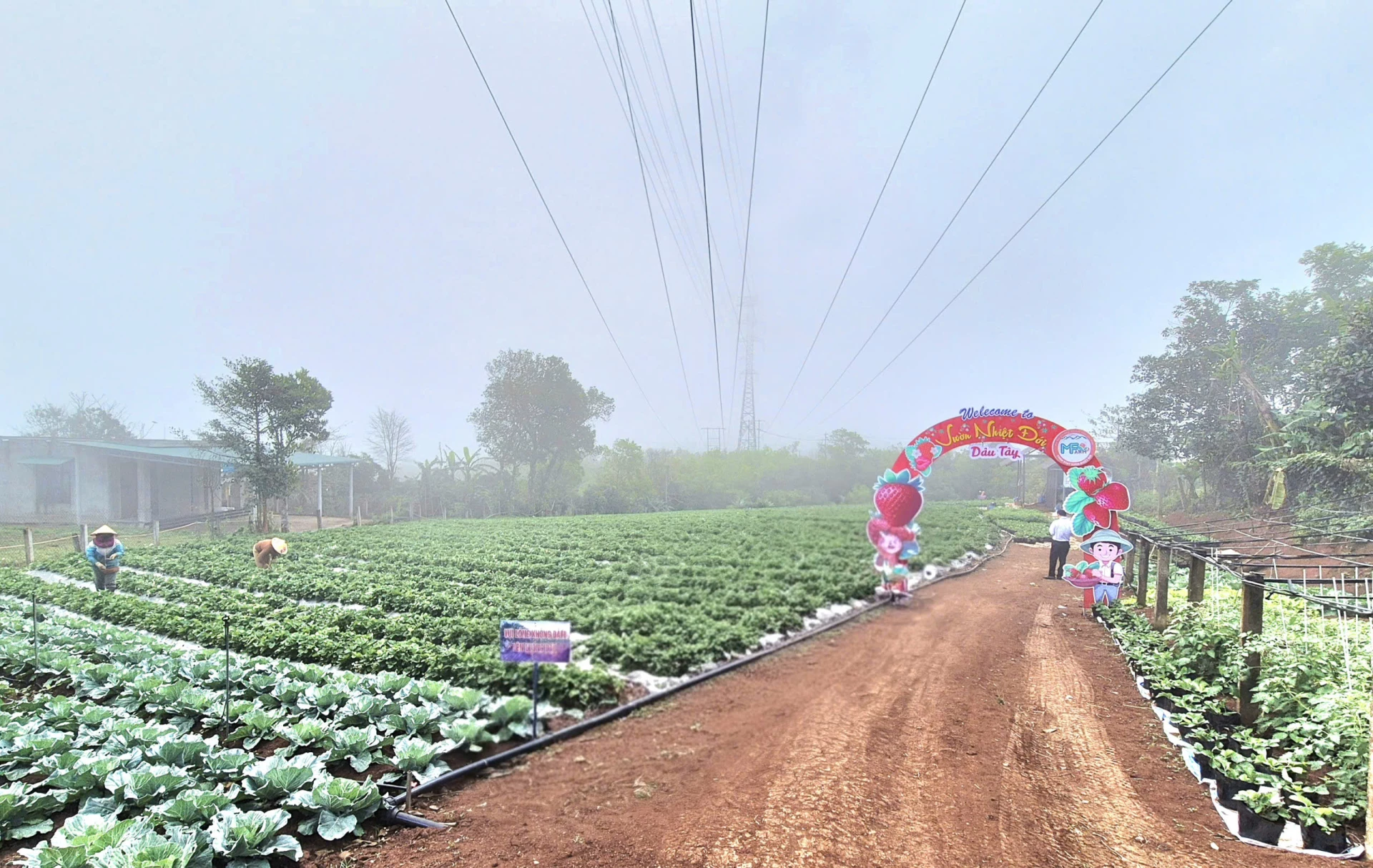 Không gian nông nghiệp trải nghiệm tại Vườn nhiệt đới Farmstay-Ảnh: K.S