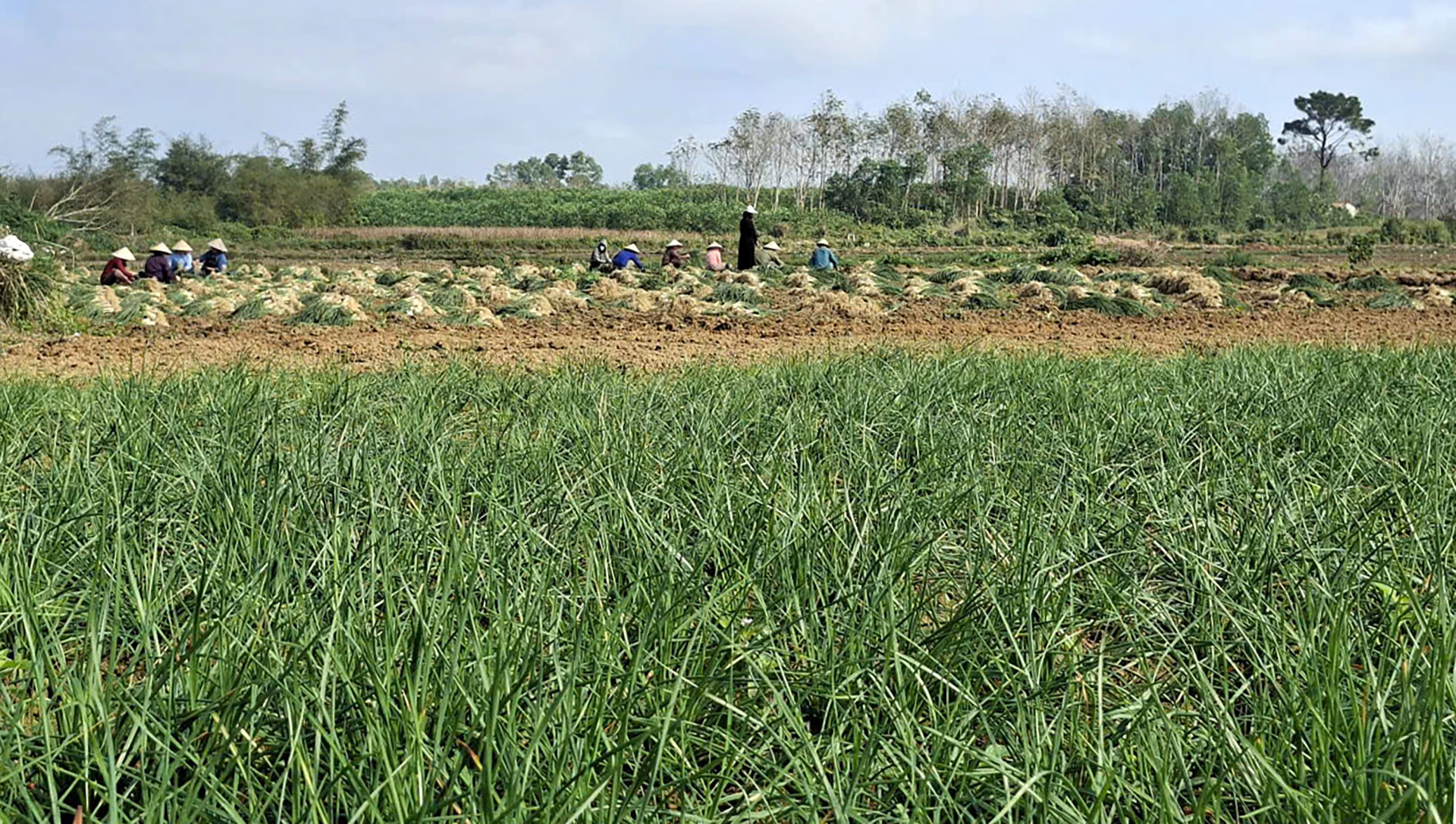 Cánh đồng kiệu thôn Võ Thuận 3, xã Hoàn Lão vào mùa thu hoạch - Ảnh: N.M