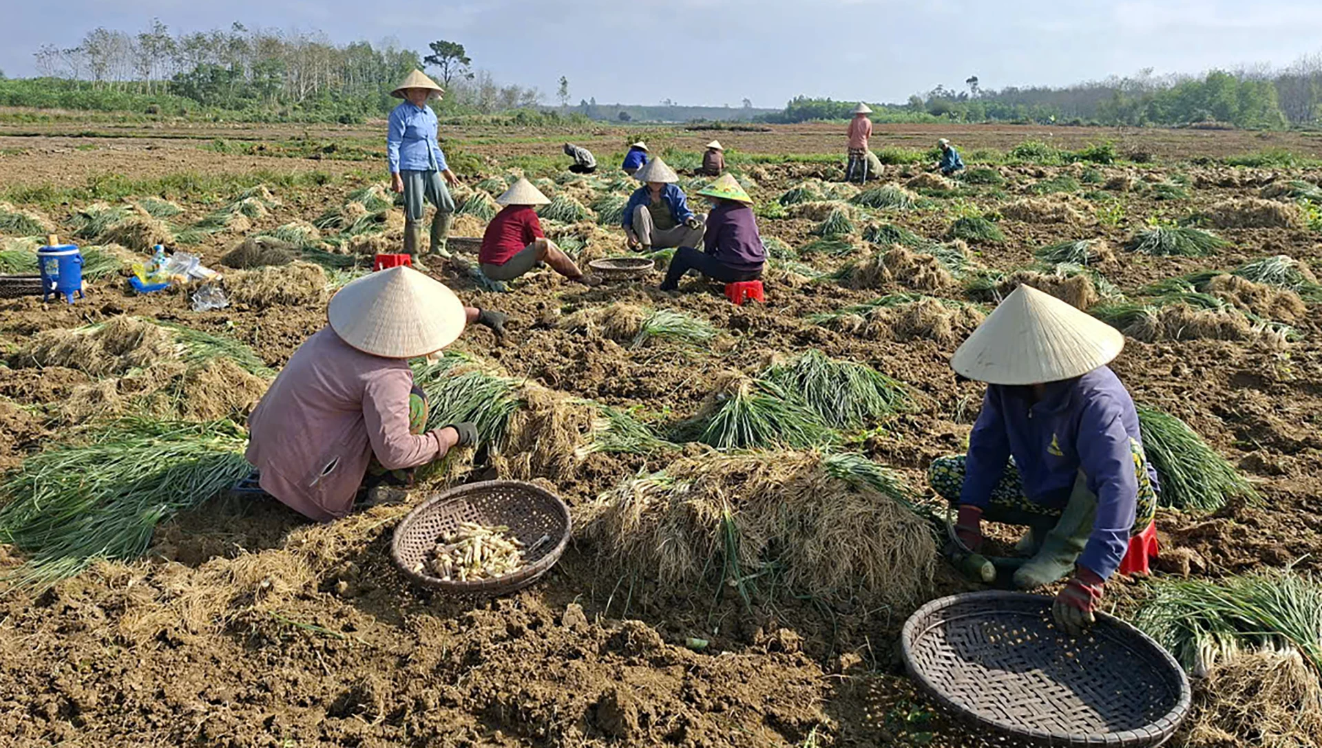 Các hộ gia đình cử người luân phiên thu hoạch kiệu cùng nhau - Ảnh: N.M