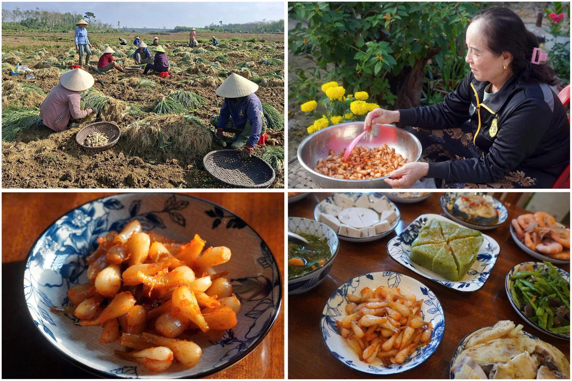 Hành trình cây kiệu từ ruộng đồng nắng gió đến mâm cỗ ngày Tết - Ảnh: N.M