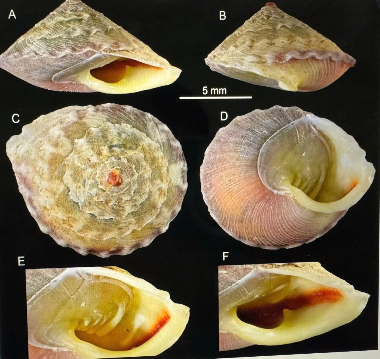 Bất ngờ! Khoa học công bố hàng loạt loài mới bí ẩn Ghi nhận và công bố nhiều loài mới cho khoa học