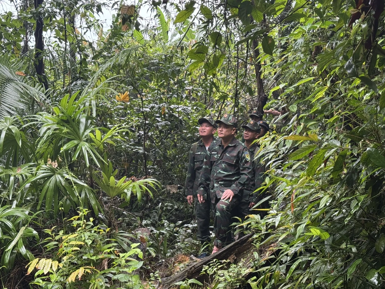 Tối ưu giám sát: Bảo vệ rừng, gìn giữ đa dạng sinh học Nâng cao hiệu quả giám sát đa dạng sinh học và bảo vệ rừng