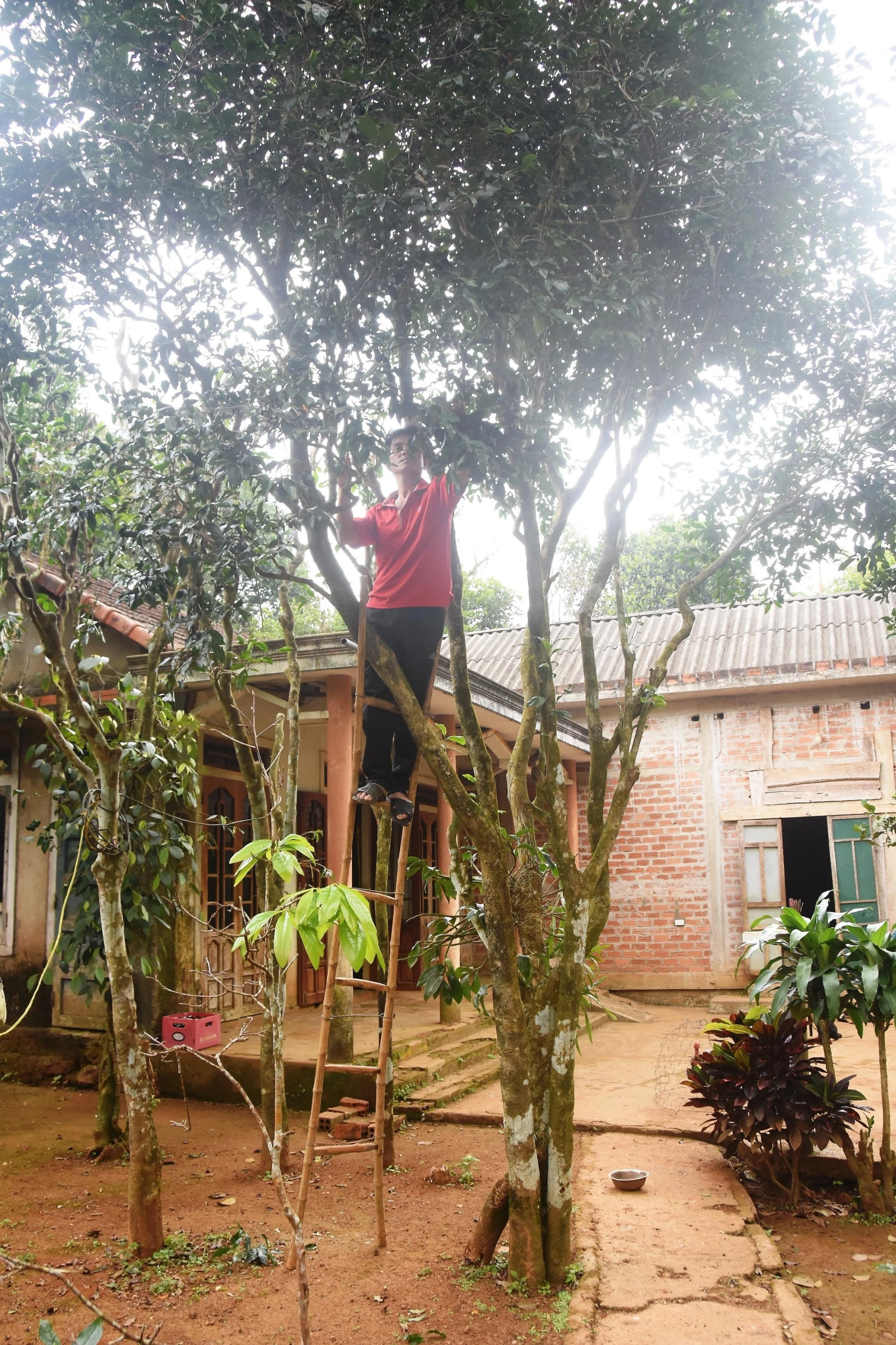 Do thân cây cao lớn, người dân vùng Cùa phải dùng thang để thu hái lá từ những vườn chè cổ thụ - Ảnh: Đ.V