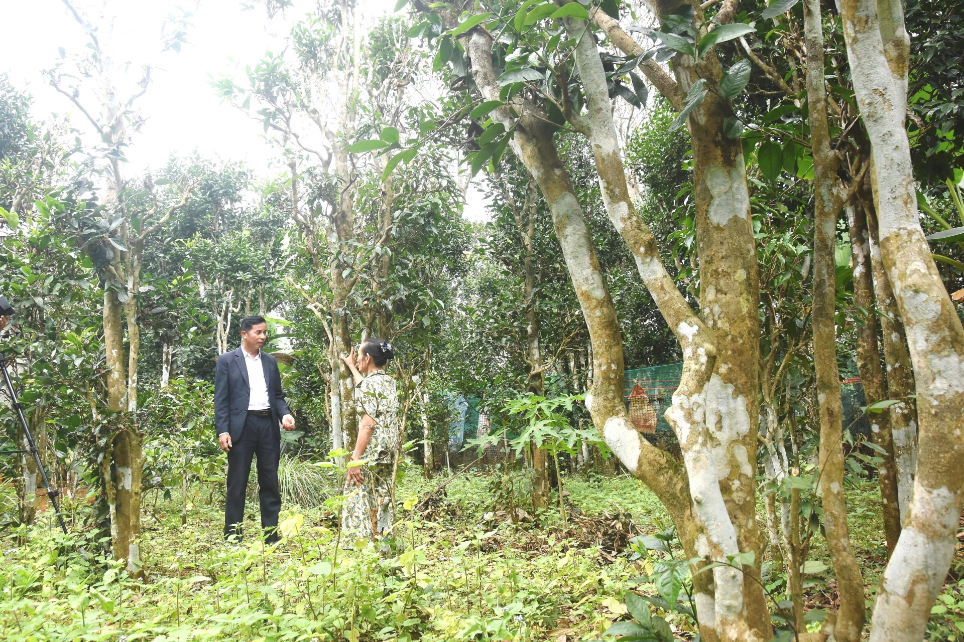 Vườn chè cổ thụ thuộc sở hữu của gia đình bà Hoàng Thị Thoại - Ảnh: Đ.V