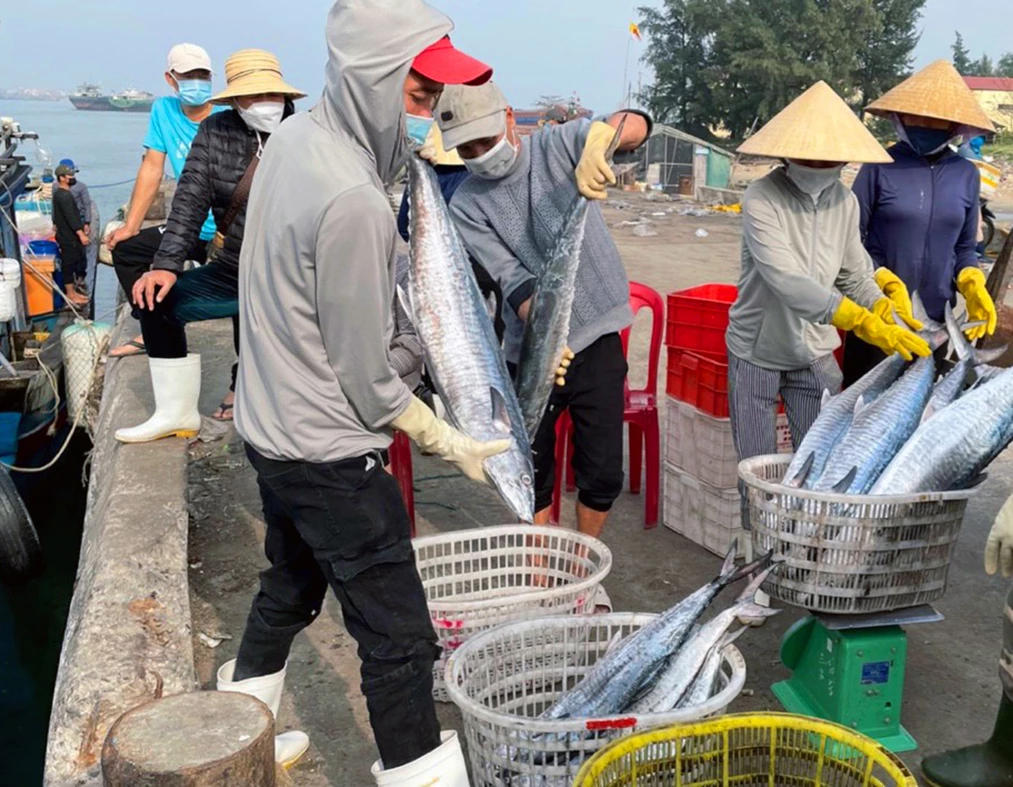 Thương lái thu mua hải sản ngay khi tàu cập cảng - Ảnh: L.C