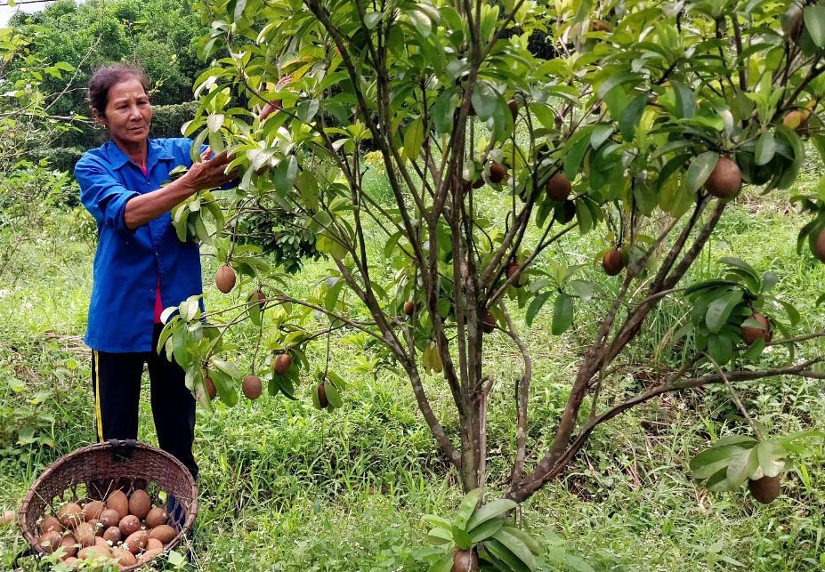 Mô hình vườn cây ăn quả mang lại hiệu quả kinh tế của gia đình bà Cao Thị Vây, bản Lương Năng, xã Kim Điền - Ảnh: X.P