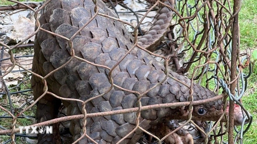 THỊ TRƯỜNG ĐEN RÚNG ĐỘNG: 1.784 Vụ Vi Phạm Động Vật Hoang Dã Bị Xử Lý Triệt Để Phát hiện và xử lý 1.784 vụ vi phạm về động vật hoang dã, nguồn lợi thủy sản