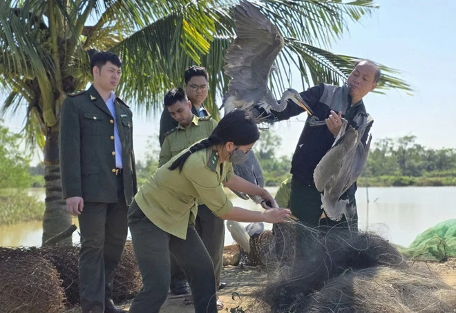 Lực lượng chức năng đã phát hiện và thu giữ 79 cá thể chim hoang dã tại các điểm giăng lưới, đặt bẫy ở phường Quảng Phú và xã Quảng Chính, Thanh Hóa. (Nguồn: Cục LN-KL cung cấp)