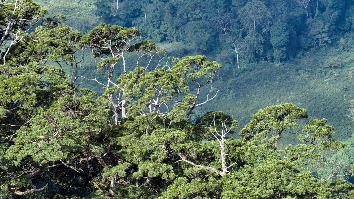 Khám phá “hóa thạch sống” 500 tuổi bí ẩn tại Phong Nha-Kẻ Bàng 'Hóa thạch sống' trên 500 năm tuổi tại Phong Nha-Kẻ Bàng