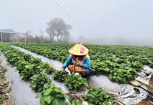 Phát triển mô hình trồng dâu tây gắn với du lịch trải nghiệm