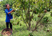 Tạo sinh kế bền vững cho đồng bào dân tộc thiểu số