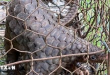 Phát hiện và xử lý 1.784 vụ vi phạm về động vật hoang dã, nguồn lợi thủy sản