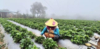 Phát triển mô hình trồng dâu tây gắn với du lịch trải nghiệm