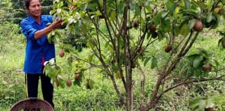 Tạo sinh kế bền vững cho đồng bào dân tộc thiểu số
