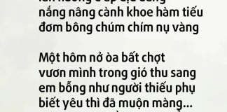 Cúc hoa
