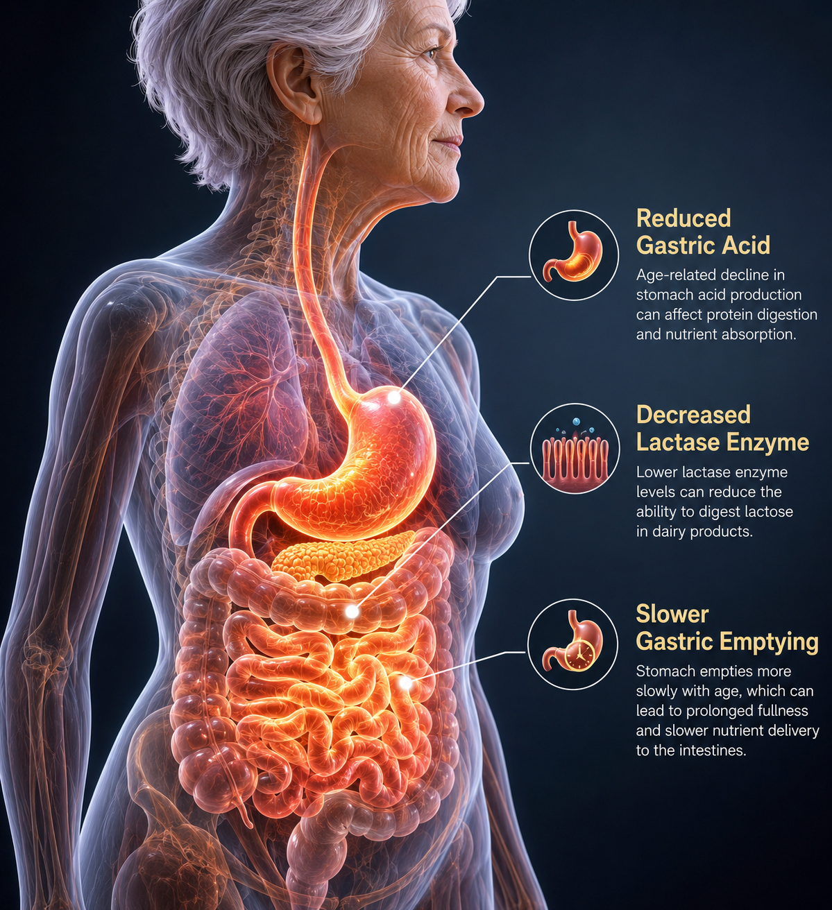 Illustration of aging digestive system highlighting reduced stomach acid and enzyme production in older adults