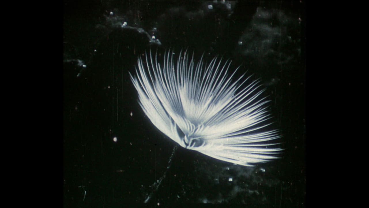 Fotograma de Herbaria (2022)