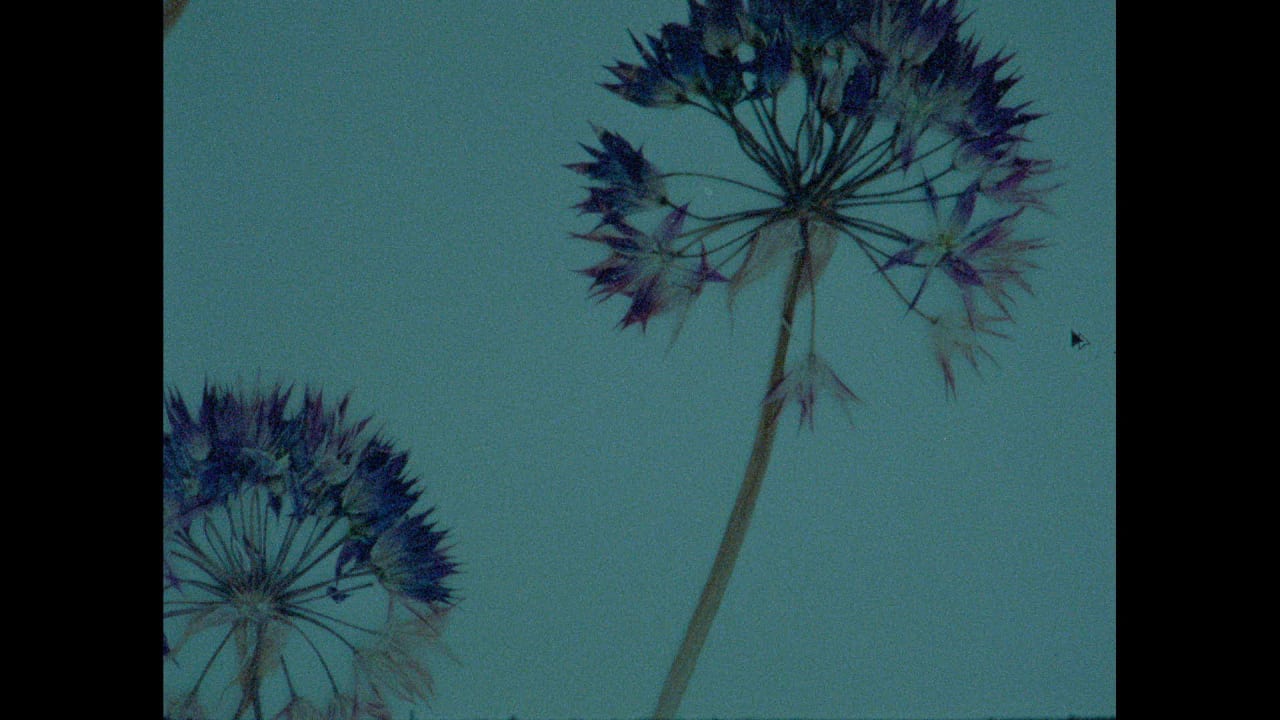 Fotograma de Herbaria (2022)