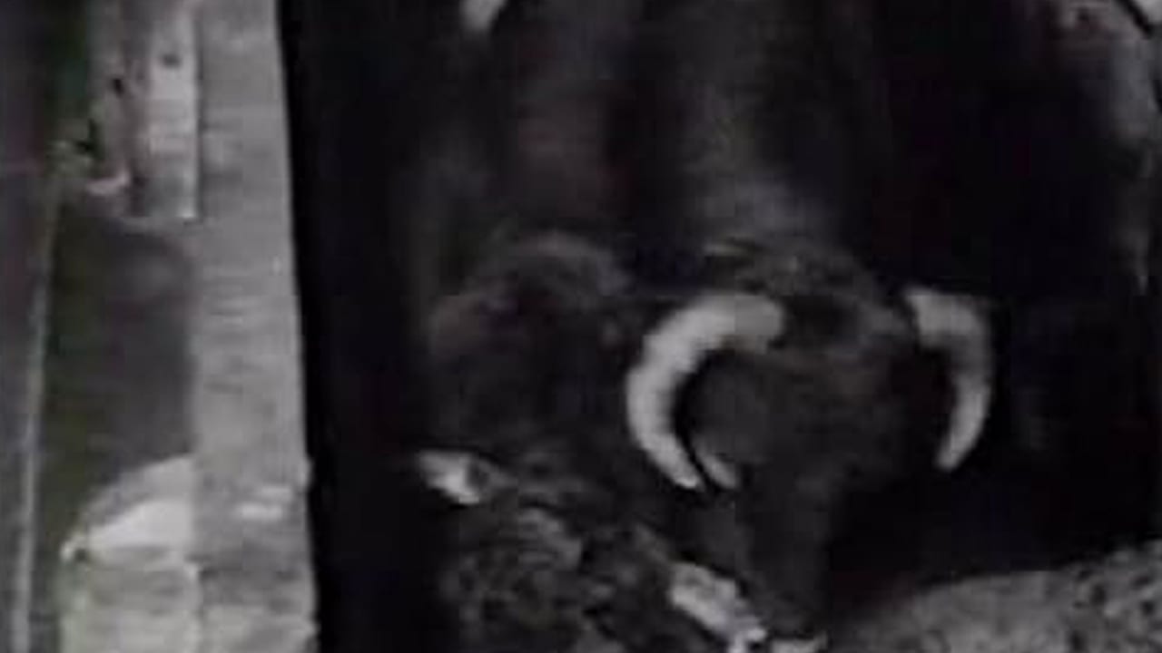 Fotograma de El martillo (2003)