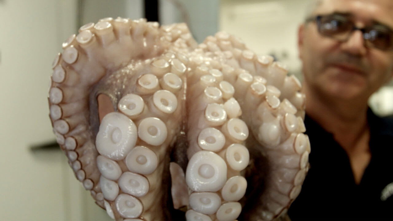 Fotograma de E il cibo va, el viaje de la comida italiana (2018)