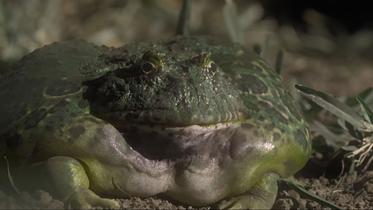 Fotograma de El escuerzo (2024)