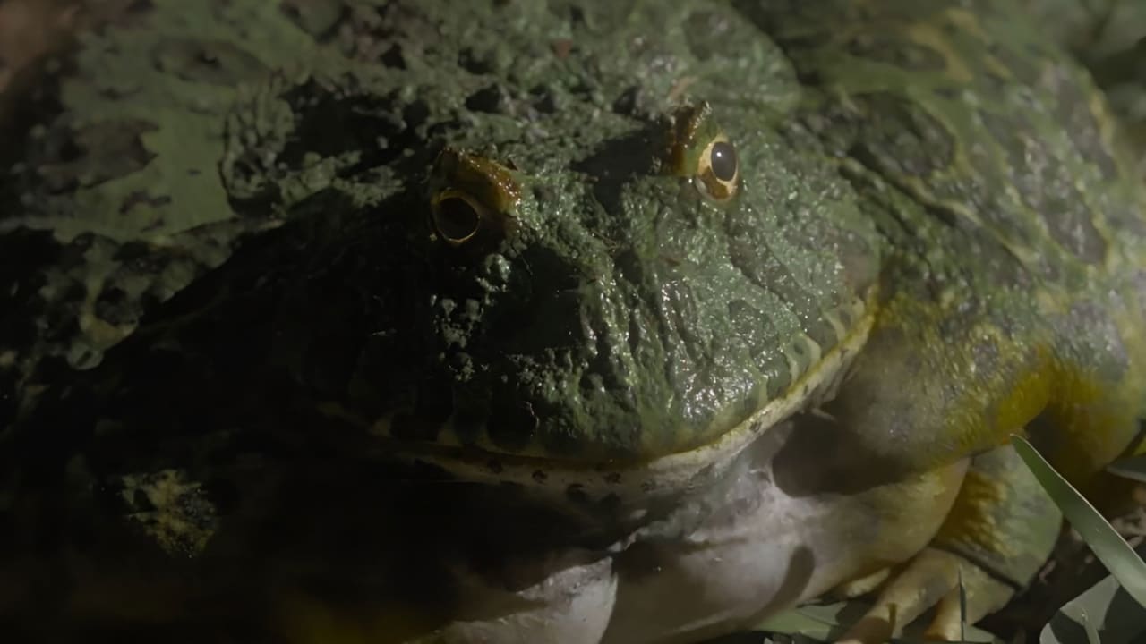 Fotograma de El escuerzo (2024)