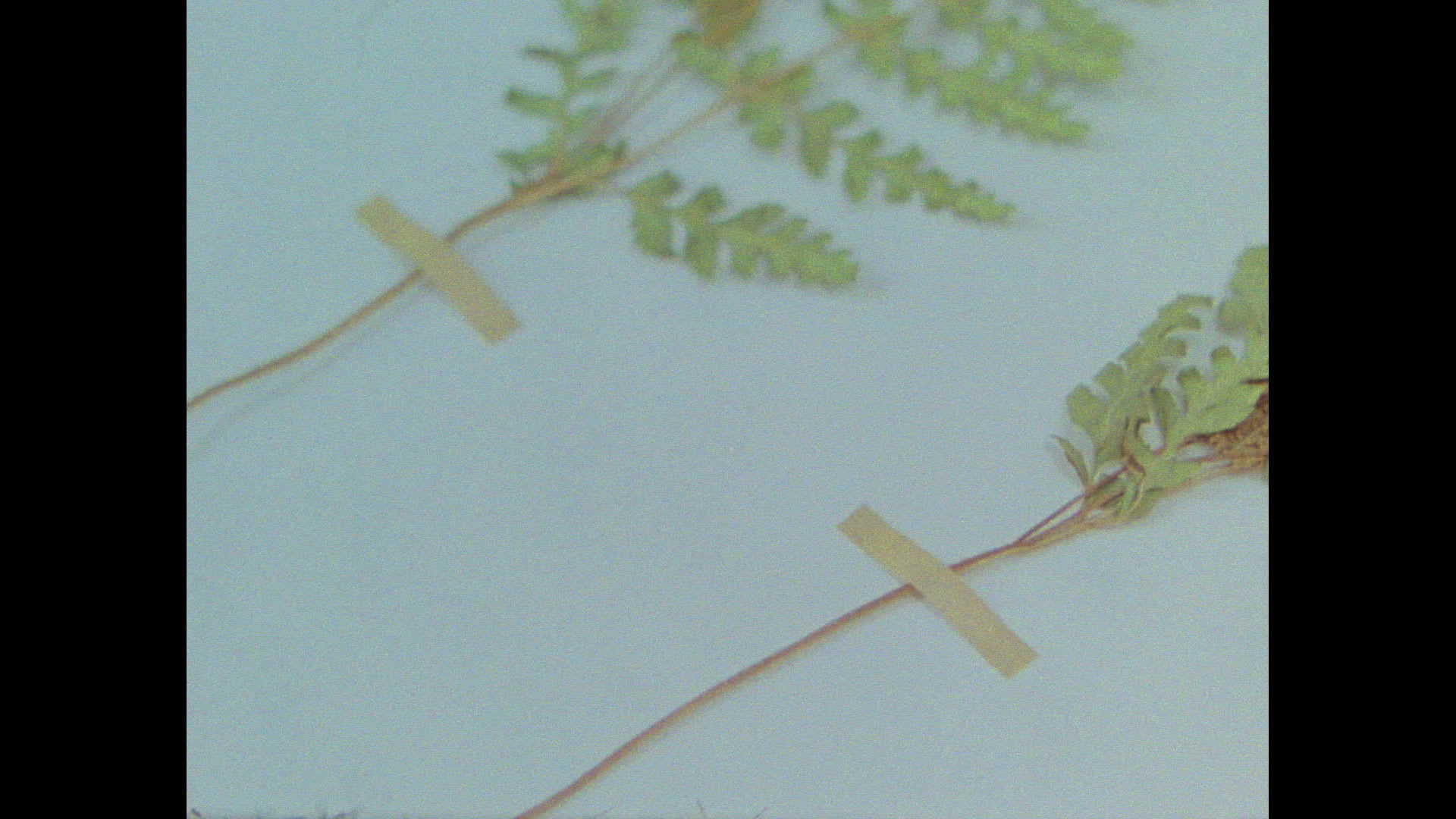 Fotograma de Herbaria (2022)