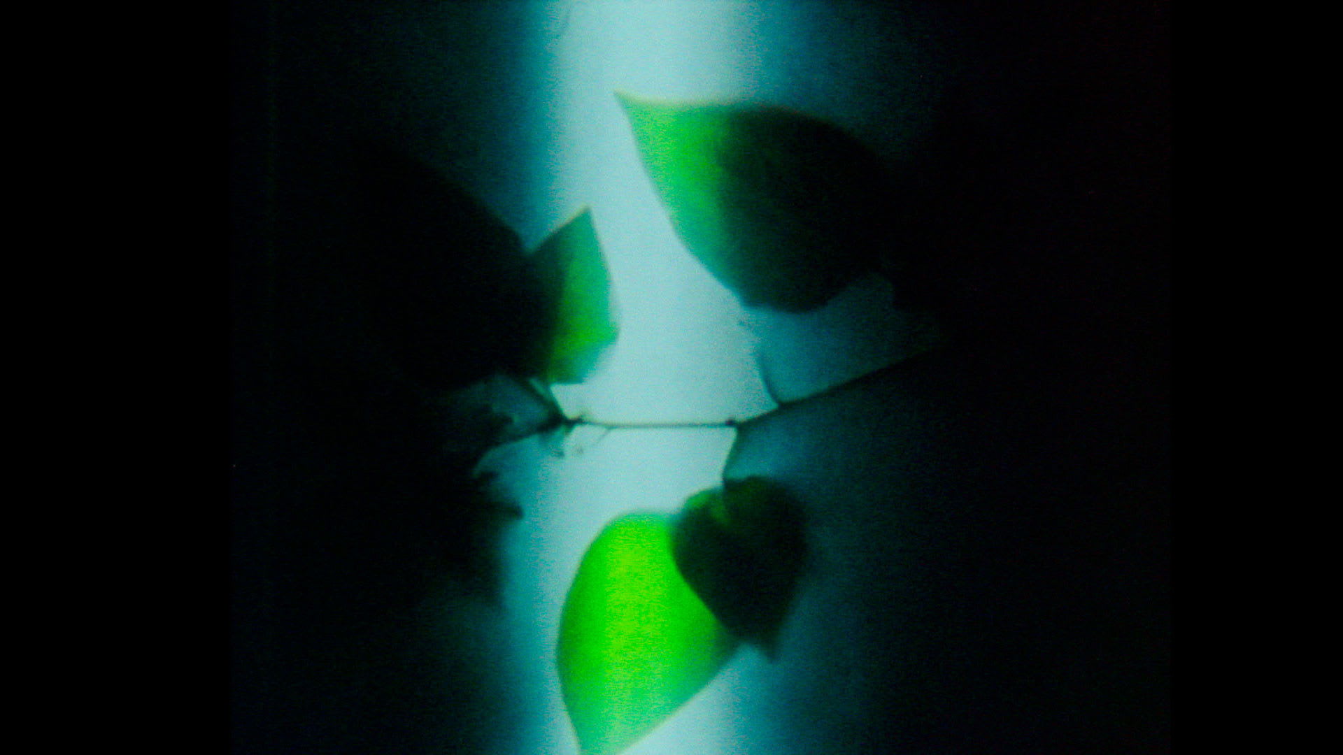 Fotograma de Herbaria (2022)