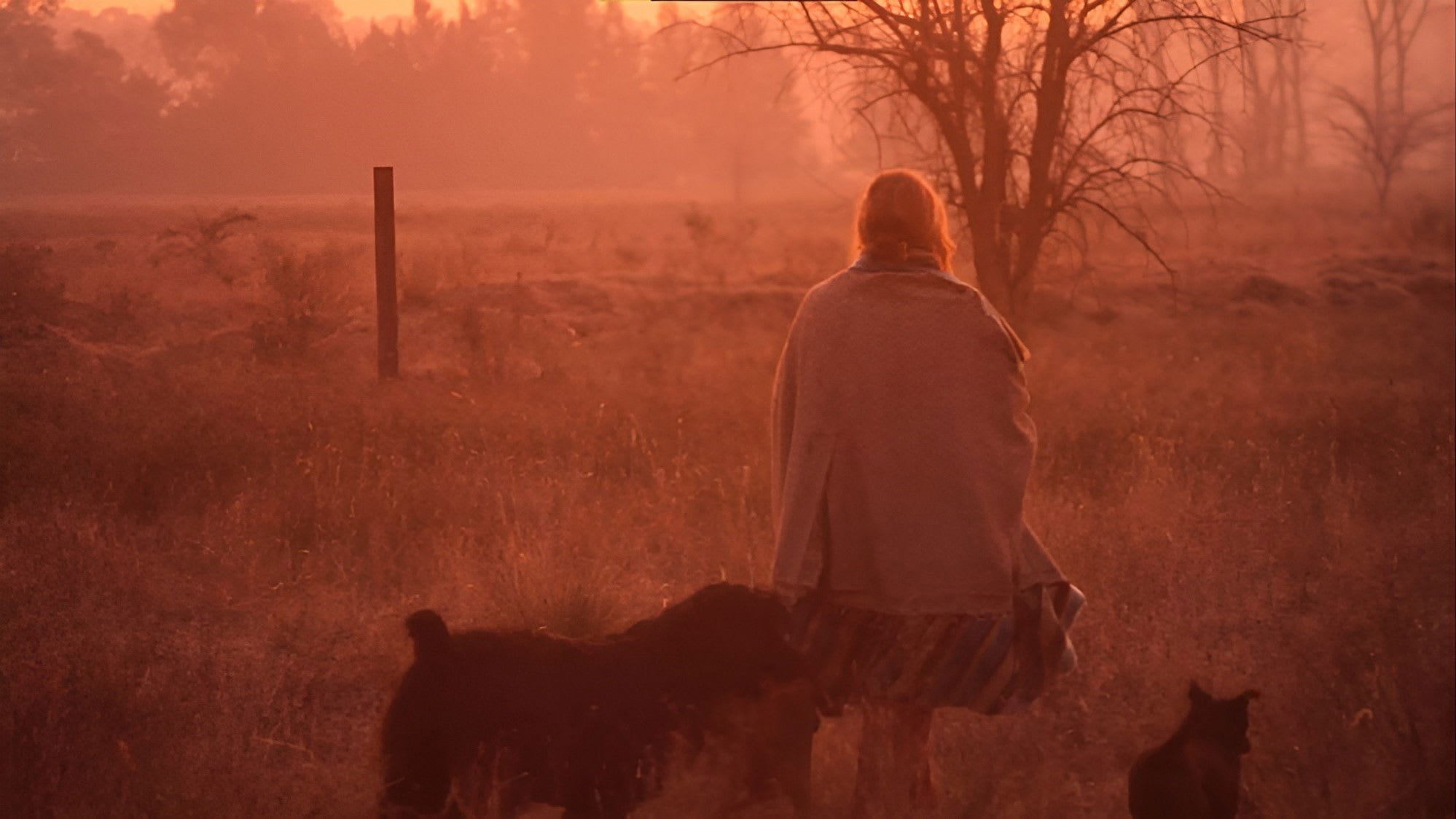 Fotograma de La mujer de los perros (2015)