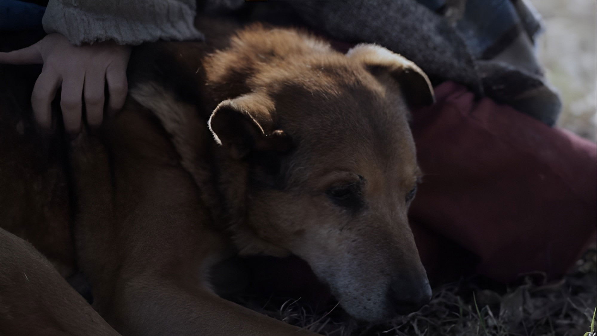 Fotograma de La mujer de los perros (2015)