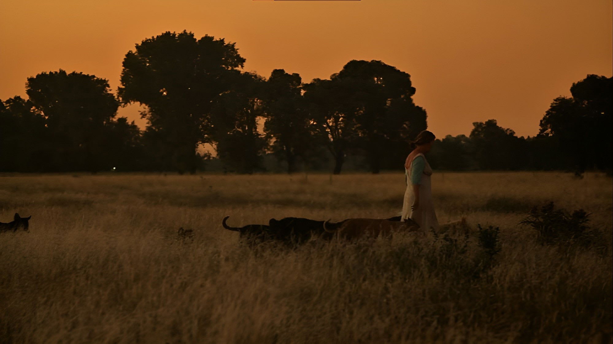 Fotograma de La mujer de los perros (2015)
