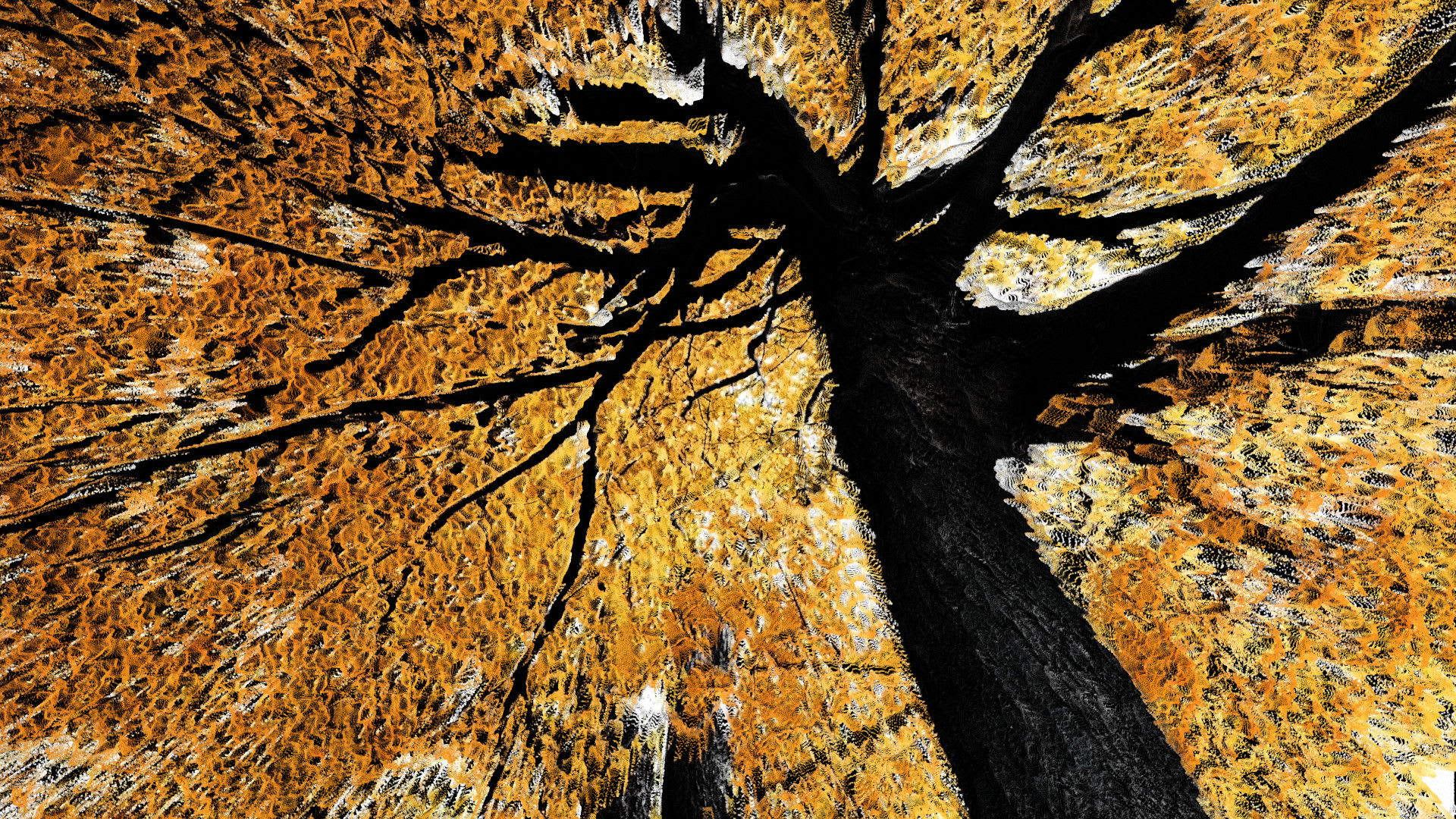 Fotograma de Homenaje a la obra de Philip Henry Gosse (2020)